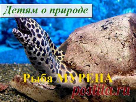 Рыба МУРЕНА в Красном море - YouTube