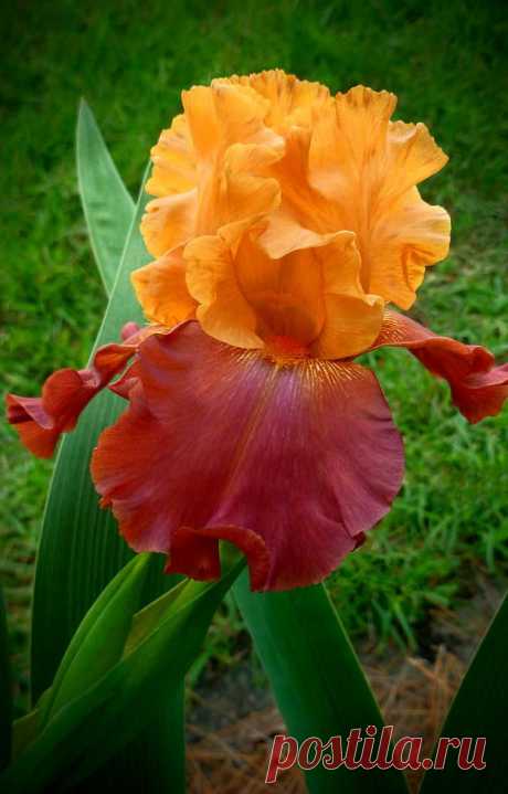~~Opening Spring by Dave Bosse ~ bi-colored iris~~  |  Opening Spring Print by Dave Bosse