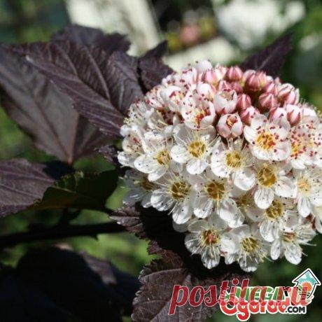 Пузыреплодник Диаболо: описание и особенности выращивания кустарника