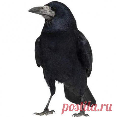 Черная и белая ворона. Рассказ