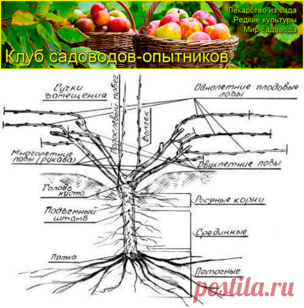 Школа начинающего сибирского виноградаря Л. И. Слепко - Сады Сибири