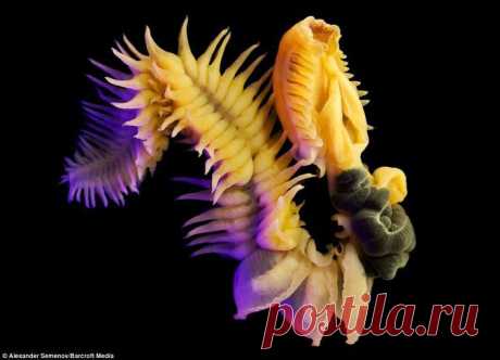 Монстры глубин: фотограф исследует подводный мир в поисках странных существ. Ридус