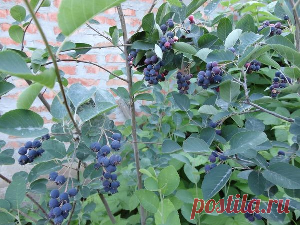Ирга – кладезь ценных витаминов — 6 соток