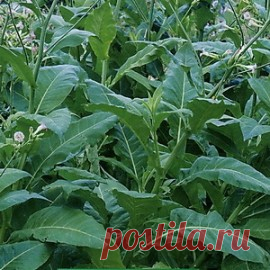 Купить семена Табак Блэк Джек. Семена почтой и курьером.