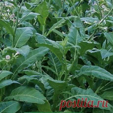 Купить семена Табак Блэк Джек. Семена почтой и курьером.