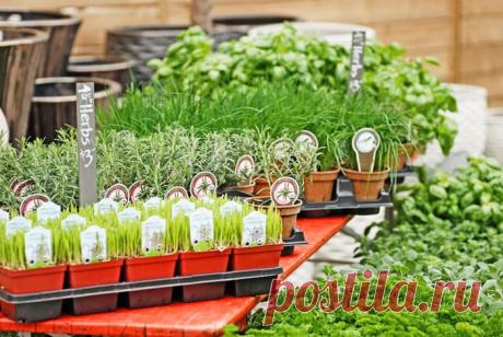 Сад с пряностями или как вырастить душистые травы | Домохозяйки