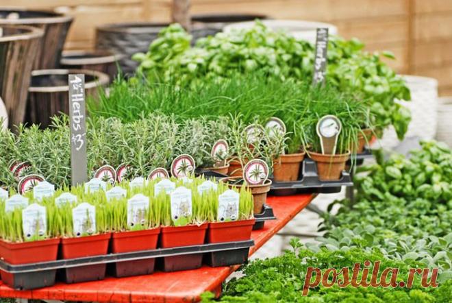 Сад с пряностями или как вырастить душистые травы | Домохозяйки