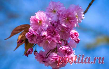 Wallpaper the sky, light, flowers, cherry, sprig, beauty, branch, spring, petals, Sakura, pink, flowering, flowers, blue background, blooming images for desktop, section цветы - download