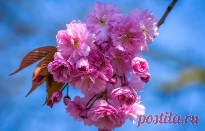 Wallpaper the sky, light, flowers, cherry, sprig, beauty, branch, spring, petals, Sakura, pink, flowering, flowers, blue background, blooming images for desktop, section цветы - download