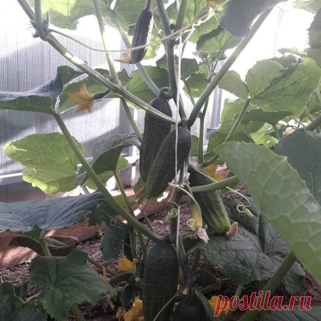 16 фактов о холодоустойчивости огурцов, которым иногда не придают значения. И зря! | Цветочная душа | Яндекс Дзен