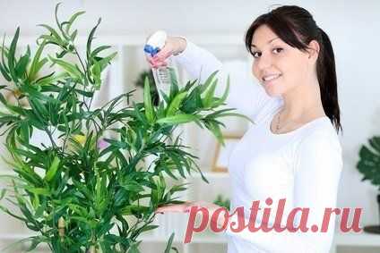 12 эффективных способов удобрить домашние растения