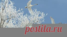 птицы на снегу обои: 12 тыс изображений найдено в Яндекс.Картинках