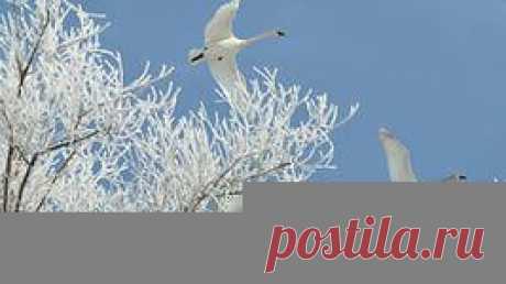 птицы на снегу обои: 12 тыс изображений найдено в Яндекс.Картинках