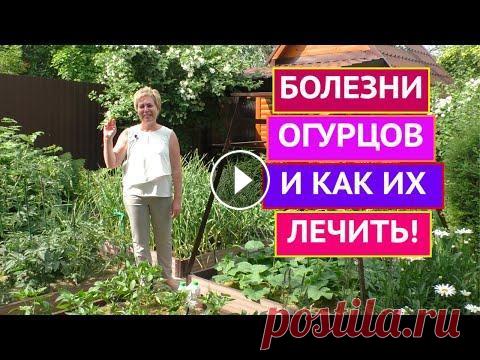 ПРОВЕРЬТЕ СВОИ ОГУРЦЫ, ВДРУГ У ВАС ЭТО ЗАБОЛЕВАНИЕ!!! Лариса, огурцы скукожились и все листья в пятнах!Это болезнь? Для все тех, кто переживает за свой урожай я выпускаю еще один ролик по огурцам. На этот...