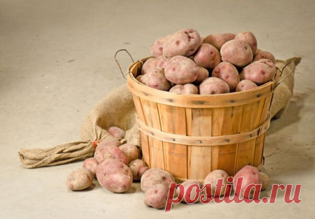 Как подготовить картофель к хранению — 6 соток