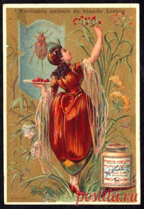 Liebig Tradecard S118, Insect Girls Liebig's Beef Extract "Insect Girls" French issue, 1883