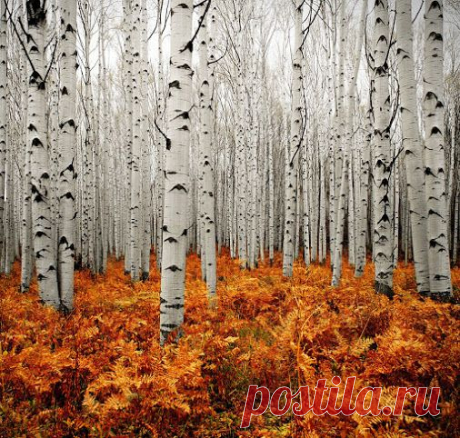 Mikhail Petrovsky – Google+ - Колорадо, США - Aspen Forest Colorado Photo by Chad…