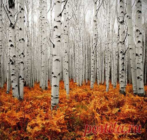 Mikhail Petrovsky – Google+ - Колорадо, США - Aspen Forest Colorado Photo by Chad…