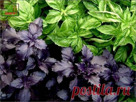 Польза и вред базилика

Одно из самых популярных растений в медицине и кулинарии ценится за богатый состав фитопитательных веществ. Трава родом из тропических регионов Азии изначально произрастала в Индии и Иране, сегодня выращивается в промышленных целях во многих странах мира.

Польза и вред базилика заключаются в лечебных свойствах его листьев и семян растения, которые содержат химические соединения способные предупреждать широкий спектр заболеваний, укреплять здоровье,...