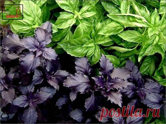 Польза и вред базилика

Одно из самых популярных растений в медицине и кулинарии ценится за богатый состав фитопитательных веществ. Трава родом из тропических регионов Азии изначально произрастала в Индии и Иране, сегодня выращивается в промышленных целях во многих странах мира.

Польза и вред базилика заключаются в лечебных свойствах его листьев и семян растения, которые содержат химические соединения способные предупреждать широкий спектр заболеваний, укреплять здоровье,...