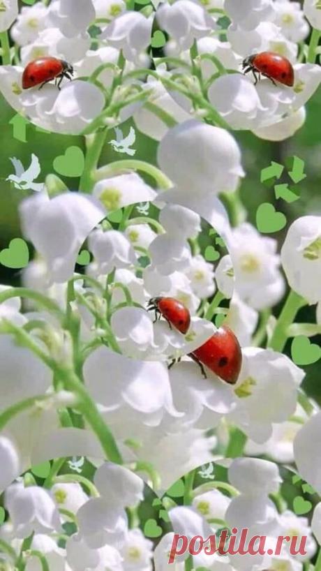 цветы | Facebook