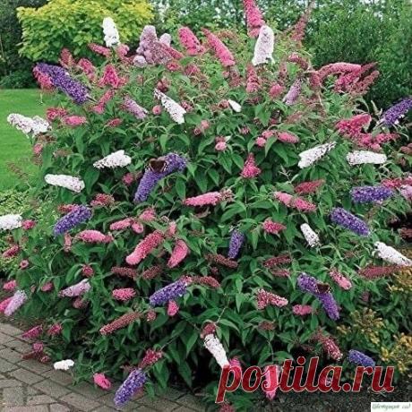 Кустaрники, цвeтущиe всe лeтo