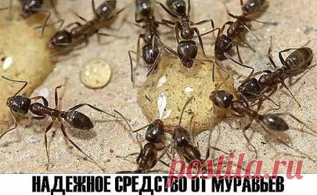 НАДЕЖНОЕ СРЕДСТВО ОТ МУРАВЬЕВ
Чтобы избавиться от муравьев в саду, используйте проверенное средство. 
Рецепт прост:
Кусочек сухих дрожжей (величиной с лесной орех) смешайте с 1 ст.л. сахара и небольшим количеством воды (можно добавить капельку меда для сохранения влажности). 
Получившуюся густую кашицеобразную массу разложить небольшими порциями в спичечные коробки и оставить полуоткрытыми возл
