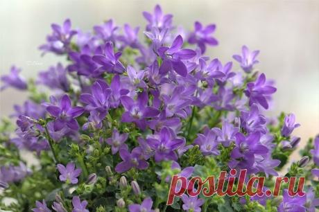 Фиолетовые