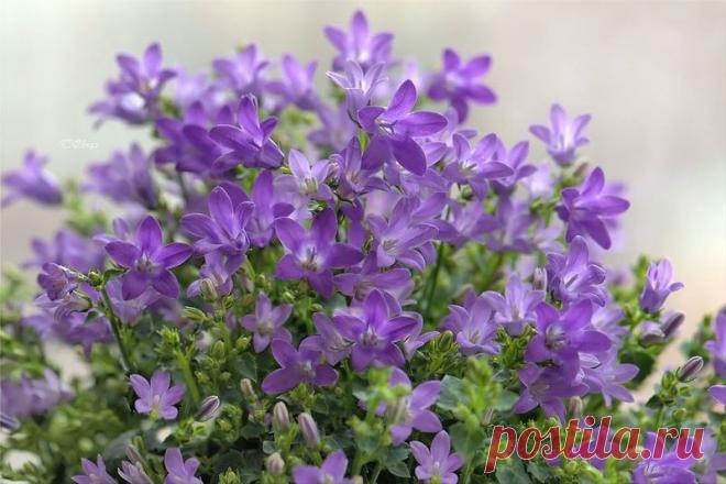 Фиолетовые