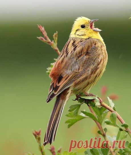 Alabama: Yellowhammer | Birds of a Feather...