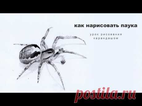 как нарисовать паука как нарисовать паука поэтапно