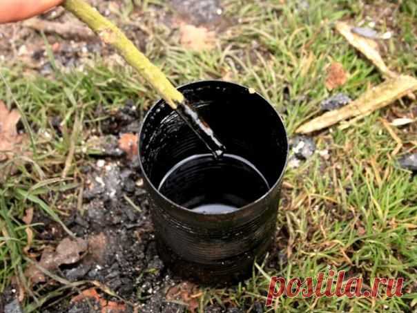 Получение березового дегтя