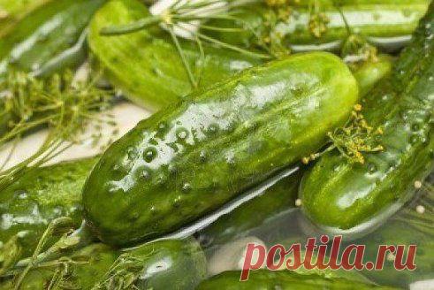 Чудесный рецепт очень вкусных малосольных огурцов

У огурцов обрезать кончики и сделать надрезы крест накрест с той стороны ,где была плодоножка.
Положить огурчики в эмалированную кастрюлю .
Добавить листики черной смородины,укроп,зеленые перья чеснока,листья хрена и кусочек черного хлеба.
Залить горячим рассолом так,чтобы чуть чуть прикрыть огурцы
Рассол:на 1 л воды -2-3 ст.л соли с горкой
Завтра утром огурчики будут готовы и порадуют вас своим изумительным вкусом
•••