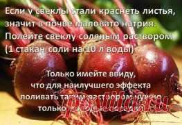 ПОРА ПОЗАБОТИТЬСЯ И О СВЕКЛЕ