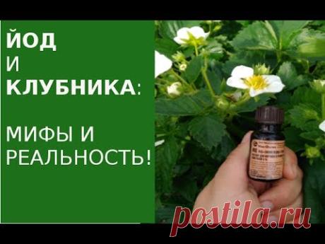 ЙОД: КЛУБНИКА обработка! МИФЫ И РЕАЛЬНОСТЬ! - YouTube