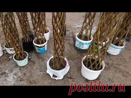 🌴ПЛЕТЕНОЕ Дерево из Ивы Своими Руками | Мастер класс Подробно | Русская Северная Пальма |Посадка