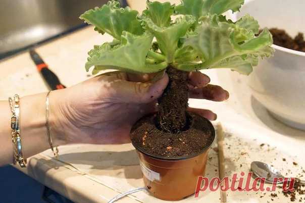 Секреты пересадки фиалок!

Для того чтобы фиалки хорошо росли и пышно цвели, раз в год рекомендуется их пересаживать. Хотя пересадка фиалок не отличается принципиально от пересадки других комнатных растений и цветов, есть некоторые тонкости, касающиеся именно фиалок.

Когда лучше заняться пересадкой фиалок? Лучшее время для этого, конечно, весна (начиная с конца февраля) и осень. Зимой, когда мало света и летом, когда жарко, приживаться фиалке труднее, если нет экстренной ...