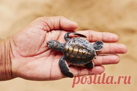 20 крошечных детенышей, которые помещаются в ладошку / Surfingbird знает всё, что ты любишь