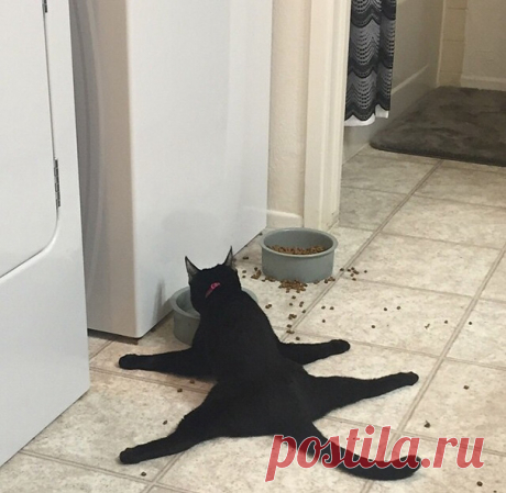 Чтобы улыбнуться. 28 фотографий о кошачьей антилогике &amp;#8212; Фотоискусство