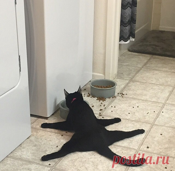 Чтобы улыбнуться. 28 фотографий о кошачьей антилогике &#8212; Фотоискусство