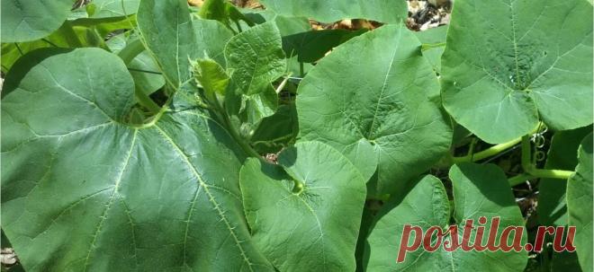 Lopúch pomáha na mastné vlasy aj mykózu: Spravte si z neho domáci liek! | Plnielanu.sk