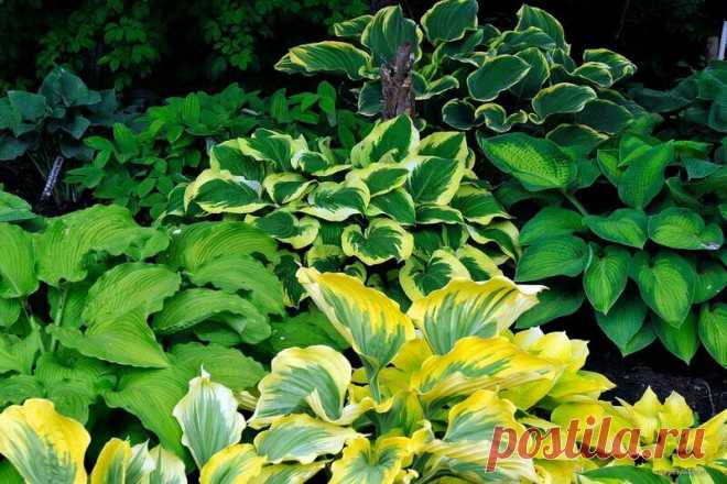 Соседка посоветовала посадить Растение, которое способно ИСТРЕБЛЯТЬ СОРНЯКИ вокруг себя. И мне это очень помогло | 6 соток