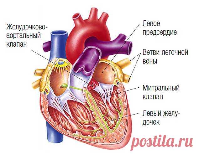 Почему биение сердца состоит из парных ударов? В природе все идеально! Нет ничего лишнего!