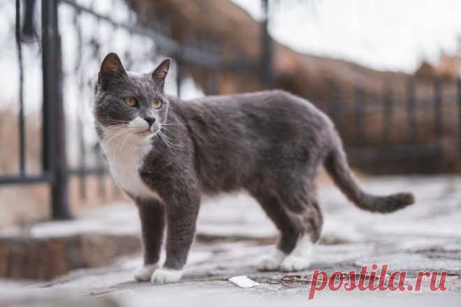 Почему кошки уходят из дома? И когда стоит волноваться?
Если ваша кошка пропала на некоторое время, вполне естественно беспокоиться о ее безопасности. Пропавшая кошка может вернуться к вам, но как долго нужно ждать? В этой статье мы расскажем, что делать, если ваша кошка пропала, и когда начинать ее искать.
Изображение от wirestock на Freepik