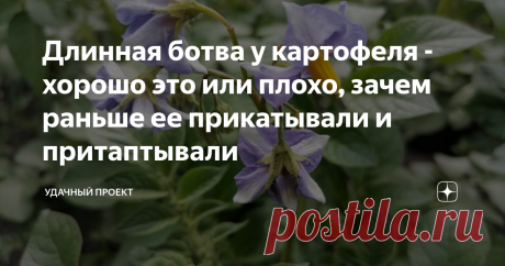Длинная ботва у картофеля - хорошо это или плохо, зачем раньше ее прикатывали и притаптывали "Хорошая, большая ботва упадет и сломается. а нет ботвы, нет и картошки", - так мне написали в комментарии под статьей об окучивании, надо ли вообще его делать.  Я возразила, что упала, не значит сломалась. А потом вспомнила ботву своего Невского в прежние годы. Она у него вырастала такой длинной. что если поднять с земли и выпрямить, то была с меня ростом. Такую ботву даже окучива...