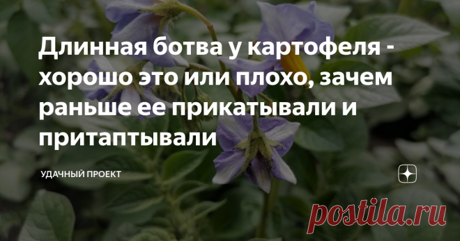 Длинная ботва у картофеля - хорошо это или плохо, зачем раньше ее прикатывали и притаптывали 