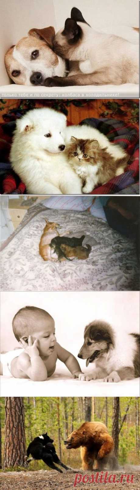 (+1) тема - По сусекам, из комментариев ... Разное | Четвероногий юмор