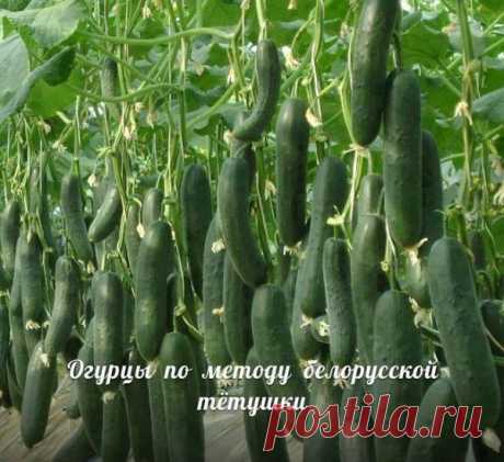 Сажаю огурцы по методу белорусской тётушки. Урожай просто класс!