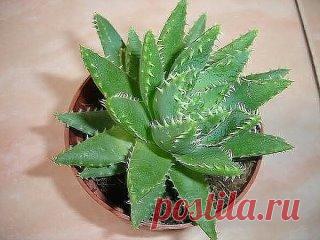 Мощнейший биостимулятор по рецепту Филатова.
Сохраните, чтобы не потерять.