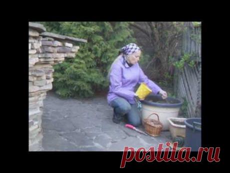 Сажаем гладиолусы в контейнер